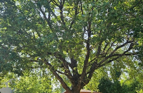 Saint-Cezaire-sur-Siagne House | ~LOW PRICE~ Small haven of peace in the countryside. Pets welcome!