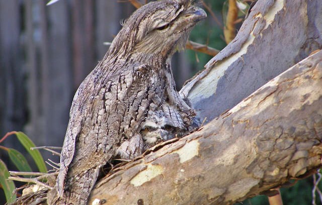Kalbarri Apartment | KUARLU....UNIT 1 is not dog friendly, refer to U2