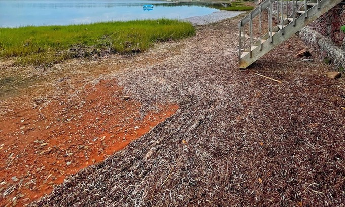 O'Leary House | Wild Roses By The Sea in Fortune Cove, PEI A Home All Yours on Mill River